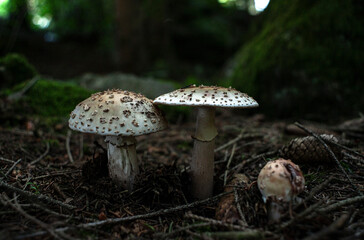 Tres setas en el bosque 