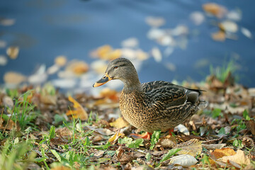 duck autumn park pond / bird by the pond in the park, mallard migratory bird