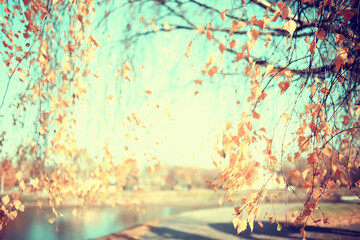 branches leaves yellow background / abstract seasonal background falling leaves beautiful photo