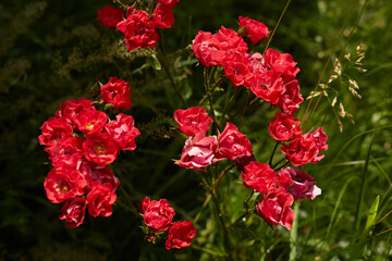 Red rosebush in meadow, beautiful bright flower with green grass on background, summer flowers blooming, unusual roses, natural garden stuff.