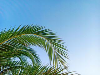 Fototapeta premium Beautiful leaf of a tropical palm tree. Date palm leaf on a background of blue sky. Concept of summer, vacation, relax