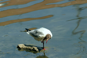black headed gull
