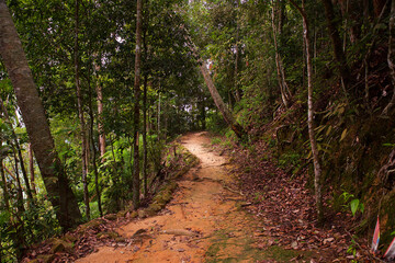 tropical forest in southeast Asia, a path leading deep into the undergrowth, impenetrable tropical jungle