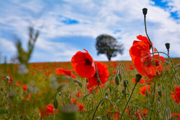 poppy field