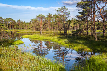 Fototapeta na wymiar calm summer landscape with a forest swamp in sunny day, Estonia