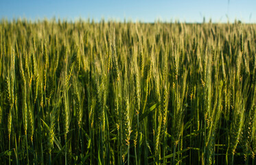 Espigas de trigo aun verdes, campo de cereal 
