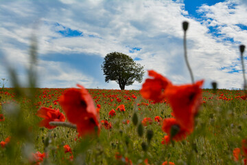 poppies in the field