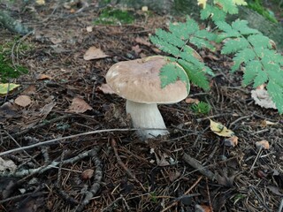 orange cap boletus