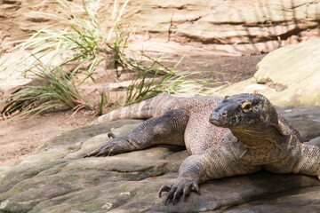 コモドドラゴン