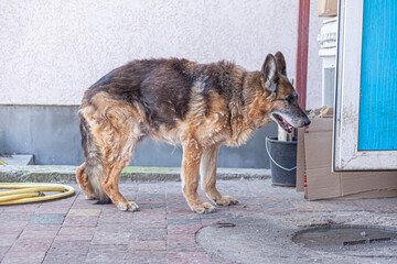 Fototapete bei efototapeten.de bestellen   