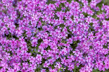 natural plant texture from a variety of small purple lilac flowers