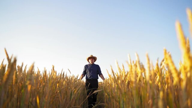 Elderly man in the wheat field. Farmer in straw hat walking along the yellow field and inspecting the growth of agricultural plants under clear sky.