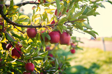 Reife Äpfel auf einem Ast