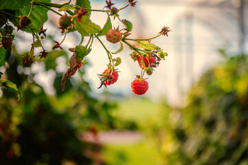 Himbeeren auf zweige im Garten 