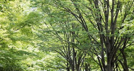 Fototapeta na wymiar 緑豊かな木の風景　背景素材