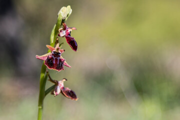 Eastern Spider Orchid (Ophrys mammosa) in natural habitat