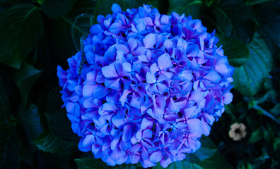 blue hydrangea flower