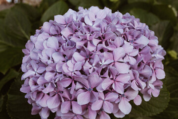 purple hydrangea flower