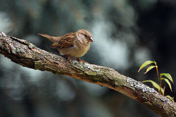 The house sparrow (Passer domesticus) sitting on a branch overgrown with lichen. House sparrow with a green background of coniferous trees.