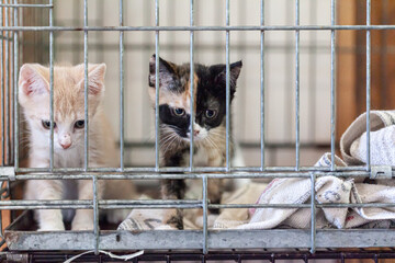 Sad cat in the shelter