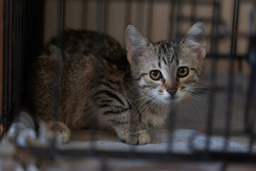 Sad cat in the shelter