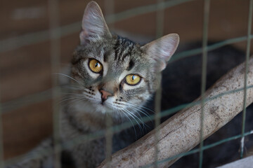 Sad cat in the shelter - 364052732