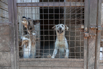 Sad dog from the shelter