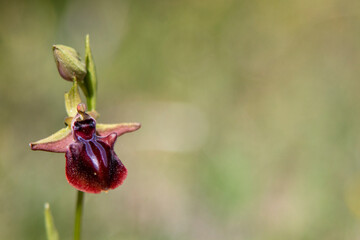 Eastern Spider Orchid (Ophrys mammosa) in natural habitat