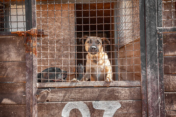 Sad dog from the shelter