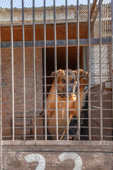 Sad dog from the shelter