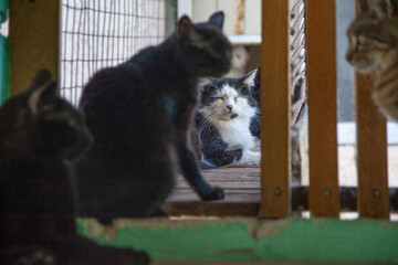 Sad cat in the shelter