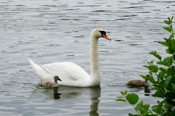 Fototapeta premium Cygnus olor
