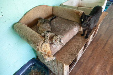 Sad cat in the shelter