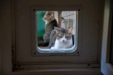 Sad cat in the shelter