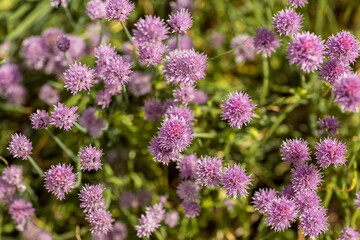 Background of purple beautiful fluffy flowers
