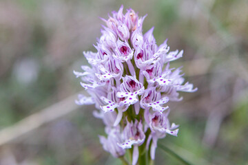 Three-toothed Orchid (Orchis tridentata) in natural habitat
