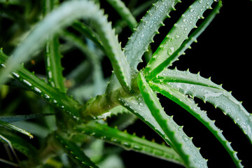 Aloe vera is a popular medicinal plant for health and beauty, on a black background. Useful herbal medicine for skin care and hair care used as treatment, smoothie. Close up of green leaves.
