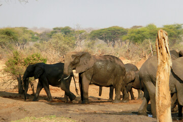 Fototapeta premium Loxodonta africana