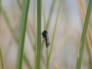 fly on grass