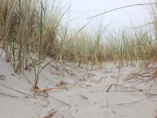sand dunes on the beach