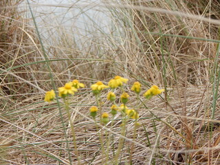yellow flowers in the grass