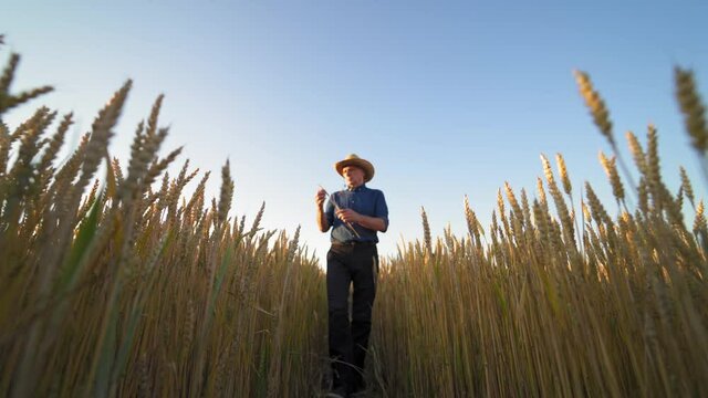 Portrait of a farmer with spikelet outdoors. Man in shirt and trousers walking in the field of ripe wheat under clear sky. View from below.