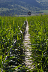 Reeds
