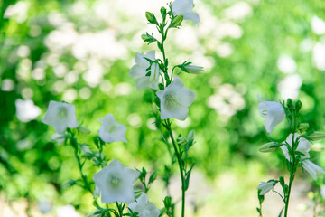 夏のフラワーガーデンに咲く花