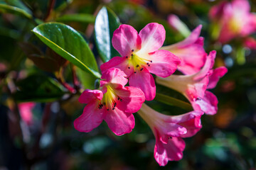 Beautiful pink and yellow RHODODENDRON