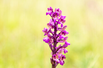 Green-veined Orchid (Orchis morio) in natural habitat