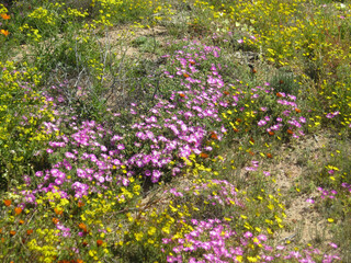 Obraz premium flowers in the meadow
