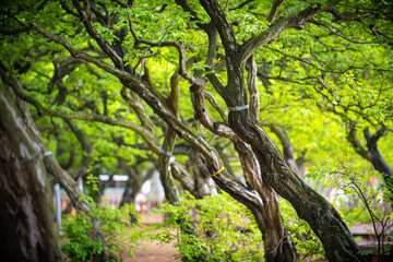 Obraz premium Beautiful trees