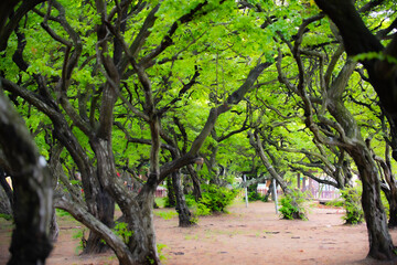 Fototapeta premium Beautiful trees