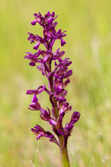 Obraz premium Green-veined Orchid (Orchis morio) in natural habitat